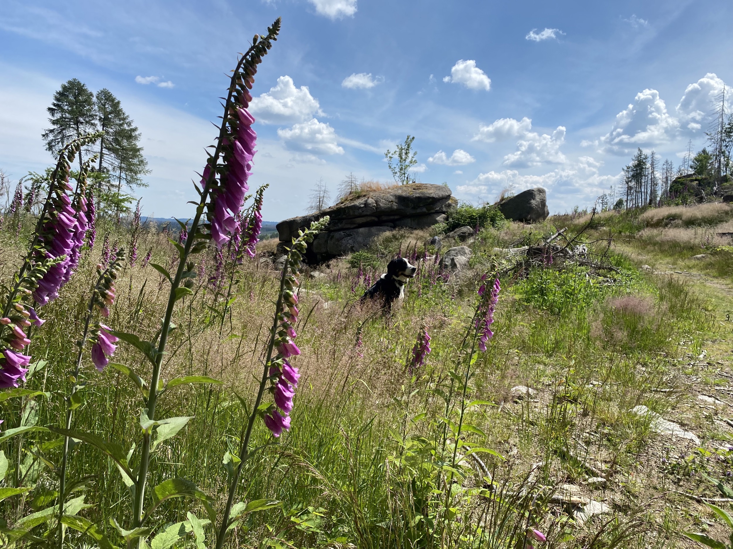 blumen und felsen und hund auf dem brocken 2